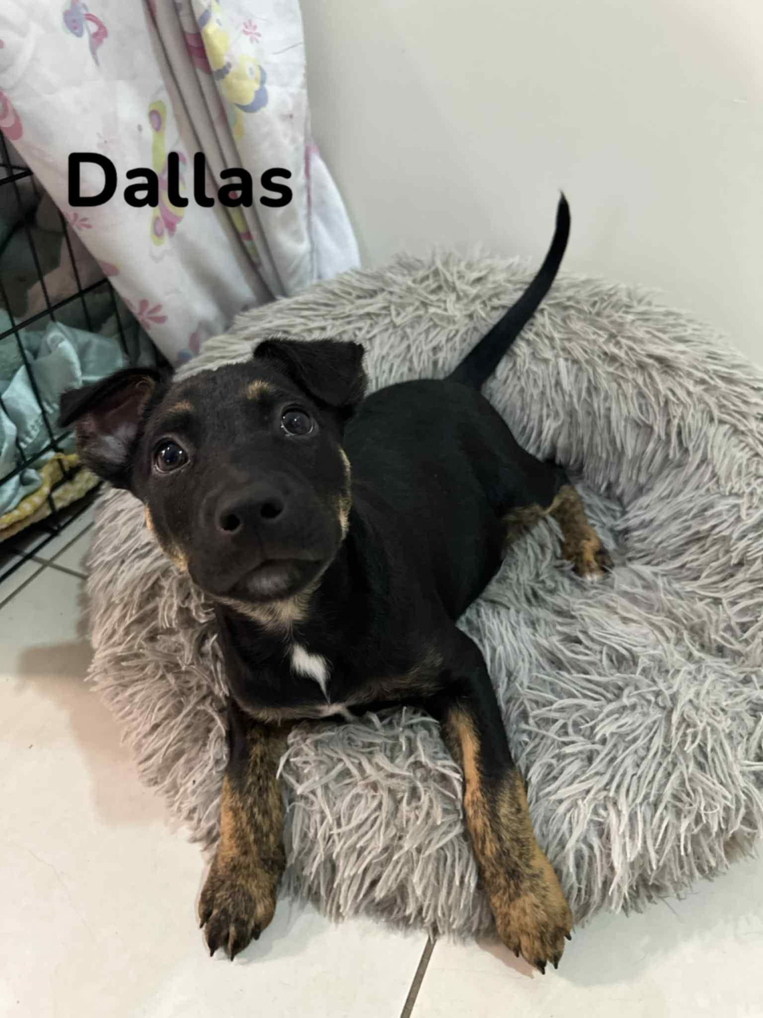 Dallas Dallas